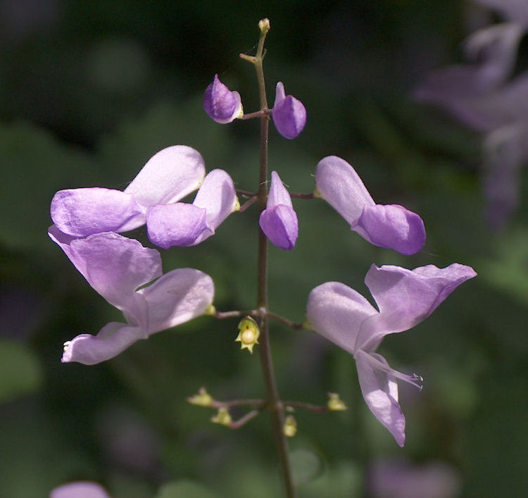 Plectranthus saccatus